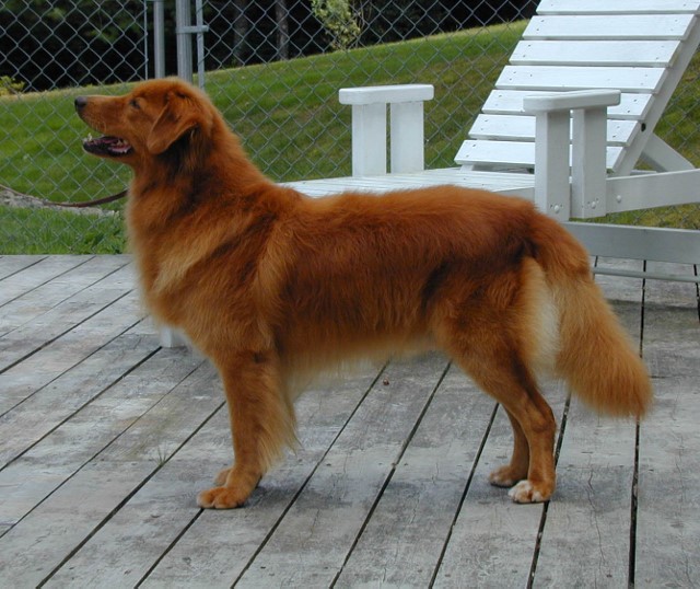 Redland Kennels Reg. Nova Scotia Duck Tolling Retrievers, Puppies